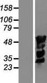 IRF4 Protein - Western validation with an anti-DDK antibody * L: Control HEK293 lysate R: Over-expression lysate