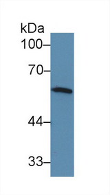 IRF5 Antibody - Western Blot; Sample: Mouse Spleen lysate; Primary Ab: 3µg/ml Rabbit Anti-Mouse IRF5 Antibody Second Ab: 0.2µg/mL HRP-Linked Caprine Anti-Rabbit IgG Polyclonal Antibody