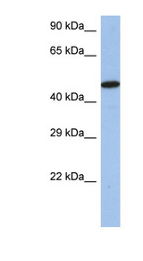 IRF5 Antibody - IRF5 antibody Western blot of SH-SYSY lysate. This image was taken for the unconjugated form of this product. Other forms have not been tested.