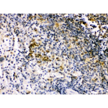 IRF5 Antibody - IRF5 antibody IHC-paraffin. IHC(P): Mouse Spleen Tissue.
