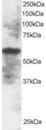 IRF5 Antibody - Staining (2 ug/ml) of A549 lysate (RIPA buffer, 30 ug total protein per lane). Primary incubated for 1 hour. Detected by chemiluminescence.