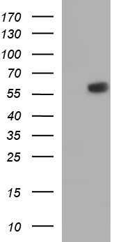 IRF5 Antibody - HEK293T cells were transfected with the pCMV6-ENTRY control (Left lane) or pCMV6-ENTRY IRF5 (Right lane) cDNA for 48 hrs and lysed. Equivalent amounts of cell lysates (5 ug per lane) were separated by SDS-PAGE and immunoblotted with anti-IRF5.