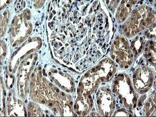 IRF5 Antibody - IHC of paraffin-embedded Human Kidney tissue using anti-IRF5 mouse monoclonal antibody. (Heat-induced epitope retrieval by 1 mM EDTA in 10mM Tris, pH8.5, 120°C for 3min).