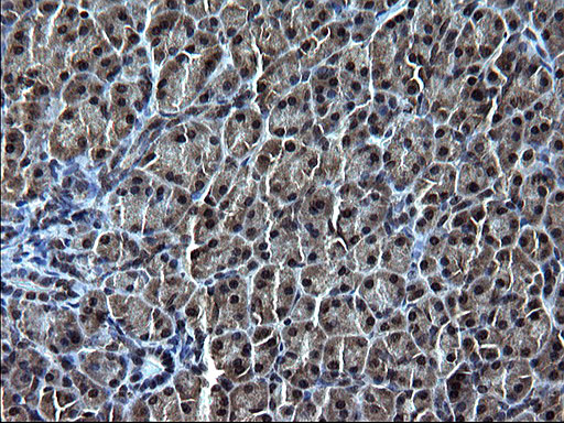 IRF5 Antibody - IHC of paraffin-embedded Human pancreas tissue using anti-IRF5 mouse monoclonal antibody. (Heat-induced epitope retrieval by 1 mM EDTA in 10mM Tris, pH8.5, 120°C for 3min).