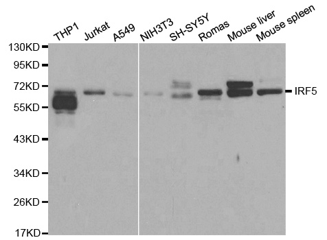 IRF5 Antibody - Western blot analysis of extracts of various cell lines, using IRF5 antibody.