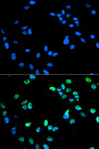 IRF5 Antibody - Immunofluorescence analysis of HeLa cells using IRF5 antibody. Blue: DAPI for nuclear staining.