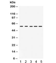 IRF5 Antibody