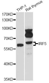 IRF5 Antibody - Western blot analysis of extracts of various cell lines, using IRF5 antibody at 1:1000 dilution. The secondary antibody used was an HRP Goat Anti-Rabbit IgG (H+L) at 1:10000 dilution. Lysates were loaded 25ug per lane and 3% nonfat dry milk in TBST was used for blocking. An ECL Kit was used for detection and the exposure time was 90s.
