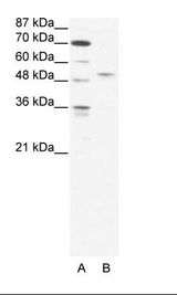 IRF5 Antibody - A: Marker, B: HepG2 Cell Lysate.  This image was taken for the unconjugated form of this product. Other forms have not been tested.