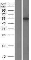 IRF5 Protein - Western validation with an anti-DDK antibody * L: Control HEK293 lysate R: Over-expression lysate