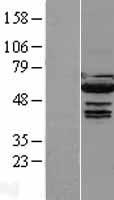 IRF5 Protein - Western validation with an anti-DDK antibody * L: Control HEK293 lysate R: Over-expression lysate