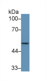 IRF6 Antibody - Western Blot; Sample: Human MCF7 cell lysate; Primary Ab: 5µg/ml Rabbit Anti-Mouse IRF6 Antibody Second Ab: 0.2µg/mL HRP-Linked Caprine Anti-Rabbit IgG Polyclonal Antibody