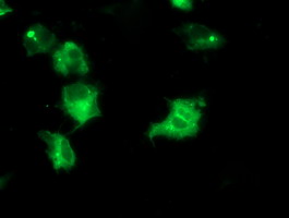 IRF6 Antibody - Anti-IRF6 mouse monoclonal antibody immunofluorescent staining of COS7 cells transiently transfected by pCMV6-ENTRY IRF6.