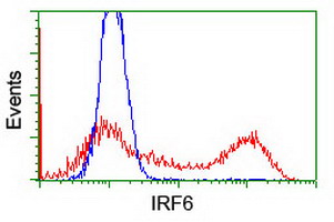 IRF6 Antibody - HEK293T cells transfected with either overexpress plasmid (Red) or empty vector control plasmid (Blue) were immunostained by anti-IRF6 antibody, and then analyzed by flow cytometry.