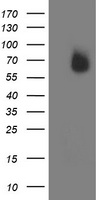 IRF6 Antibody - HEK293T cells were transfected with the pCMV6-ENTRY control (Left lane) or pCMV6-ENTRY IRF6 (Right lane) cDNA for 48 hrs and lysed. Equivalent amounts of cell lysates (5 ug per lane) were separated by SDS-PAGE and immunoblotted with anti-IRF6.