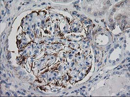 IRF6 Antibody - IHC of paraffin-embedded Human Kidney tissue using anti-IRF6 mouse monoclonal antibody.