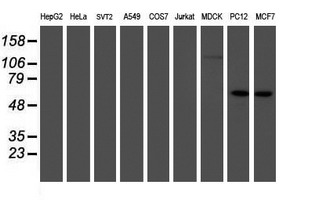 IRF6 Antibody - Western blot of extracts (35 ug) from 9 different cell lines by using anti-IRF6 monoclonal antibody.