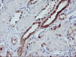 IRF6 Antibody - IHC of paraffin-embedded Human Kidney tissue using anti-IRF6 mouse monoclonal antibody.