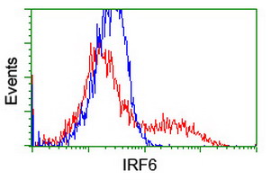 IRF6 Antibody - HEK293T cells transfected with either overexpress plasmid (Red) or empty vector control plasmid (Blue) were immunostained by anti-IRF6 antibody, and then analyzed by flow cytometry.