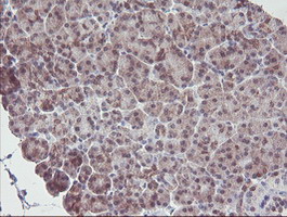 IRF6 Antibody - IHC of paraffin-embedded Human pancreas tissue using anti-IRF6 mouse monoclonal antibody.
