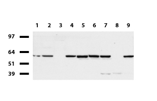 IRF6 Antibody - Western blot of cell lysates. (35ug) from 9 different cell lines. (1: HepG2, 2: HeLa, 3: SV-T2, 4: A549, 5: COS7, 6: Jurkat, 7: MDCK, 8: PC-12, 9: MCF7). Diluation: 1:500