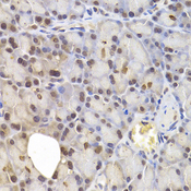 IRF6 Antibody - Immunohistochemistry of paraffin-embedded rat pancreas.