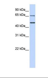 IRF6 Antibody - 293T cell lysate. Antibody concentration: 1.0 ug/ml. Gel concentration: 12%.  This image was taken for the unconjugated form of this product. Other forms have not been tested.