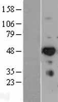 IRF6 Protein - Western validation with an anti-DDK antibody * L: Control HEK293 lysate R: Over-expression lysate