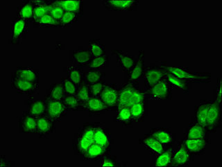 IRF7 Antibody - Immunofluorescent analysis of PC-3 cells using IRF7 Antibody at dilution of 1:100 and Alexa Fluor 488-congugated AffiniPure Goat Anti-Rabbit IgG(H+L)