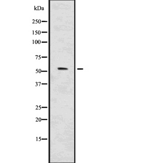 IRF7 Antibody - Western blot analysis IRF7 using 293 whole cells lysates