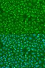 IRF7 Antibody - Immunofluorescence analysis of U2OS cells using IRF7 Polyclonal Antibody at dilution of 1:100.Blue: DAPI for nuclear staining.
