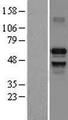 IRF7 Protein - Western validation with an anti-DDK antibody * L: Control HEK293 lysate R: Over-expression lysate