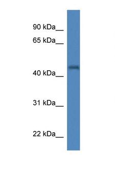 IRGC1 / CINEMA Antibody - IRGC antibody Western blot of Mouse Brain lysate. Antibody concentration 1 ug/ml. This image was taken for the unconjugated form of this product. Other forms have not been tested.