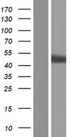 IRGC1 / CINEMA Protein - Western validation with an anti-DDK antibody * L: Control HEK293 lysate R: Over-expression lysate