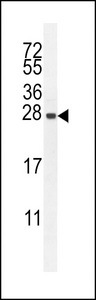 IRGM / LRG-47 Antibody - IRGM Antibody western blot of HepG2 cell line lysates (35 ug/lane). The IRGM antibody detected the IRGM protein (arrow).