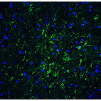 IRGM / LRG-47 Antibody - Immunofluorescence of IRGM in Human Brain tissue with IRGM antibody at 20 µg/mL.Green: IRGM Antibody  Blue: DAPI staining