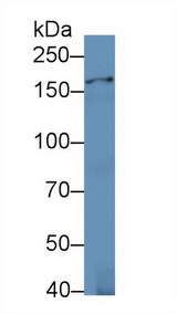 IRS Antibody - Western Blot; Sample: Human Serum; Primary Ab: 1µg/ml Rabbit Anti-Human IARS Antibody Second Ab: 0.2µg/mL HRP-Linked Caprine Anti-Rabbit IgG Polyclonal Antibody