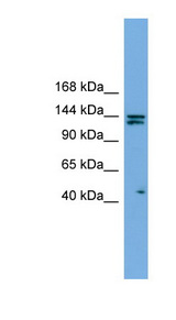 IRS Antibody - IARS antibody western blot of HepG2 cell lysate.  This image was taken for the unconjugated form of this product. Other forms have not been tested.