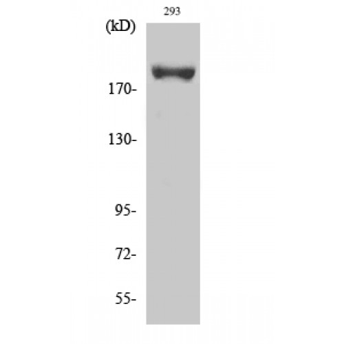 IRS1 Antibody - Western blot of Phospho-IRS-1 (S639) antibody