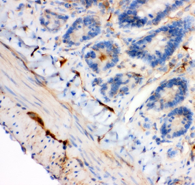 IRS1 Antibody - IRS1 antibody IHC-paraffin: Rat Intestine Tissue.