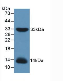 IRS1 Antibody - Western Blot; Sample: Recombinant IRS1, Mouse.