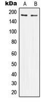 IRS1 Antibody - Western blot analysis of IRS1 expression in HeLa (A); HEK293 (B) whole cell lysates.