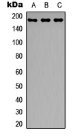 IRS1 Antibody - Western blot analysis of IRS1 expression in HEK293T (A); HeLa (B); MCF7 (C) whole cell lysates.