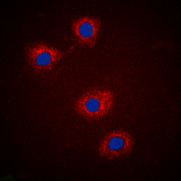 IRS1 Antibody - Immunofluorescent analysis of IRS1 (pS307) staining in HEK293T cells. Formalin-fixed cells were permeabilized with 0.1% Triton X-100 in TBS for 5-10 minutes and blocked with 3% BSA-PBS for 30 minutes at room temperature. Cells were probed with the primary antibody in 3% BSA-PBS and incubated overnight at 4 deg C in a humidified chamber. Cells were washed with PBST and incubated with a DyLight 594-conjugated secondary antibody (red) in PBS at room temperature in the dark. DAPI was used to stain the cell nuclei (blue).