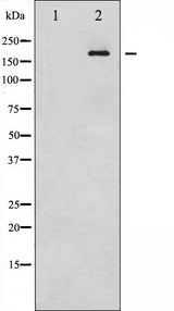IRS1 Antibody - Western blot analysis of IRS-1 phosphorylation expression in HT29 whole cells lysates. The lane on the left is treated with the antigen-specific peptide.