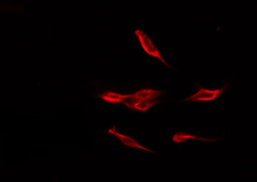 IRS1 Antibody - Staining COS7 cells by IF/ICC. The samples were fixed with PFA and permeabilized in 0.1% Triton X-100, then blocked in 10% serum for 45 min at 25°C. The primary antibody was diluted at 1:200 and incubated with the sample for 1 hour at 37°C. An Alexa Fluor 594 conjugated goat anti-rabbit IgG (H+L) Ab, diluted at 1/600, was used as the secondary antibody.