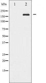 IRS1 Antibody - Western blot analysis of IRS-1 phosphorylation expression in 293 whole cells lysates. The lane on the left is treated with the antigen-specific peptide.