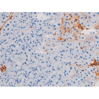 IRS1 Antibody - 1:200 staining mouse pancreas tissue by IHC-P. The tissue was formaldehyde fixed and a heat mediated antigen retrieval step in citrate buffer was performed. The tissue was then blocked and incubated with the antibody for 1.5 hours at 22°C. An HRP conjugated goat anti-rabbit antibody was used as the secondary.