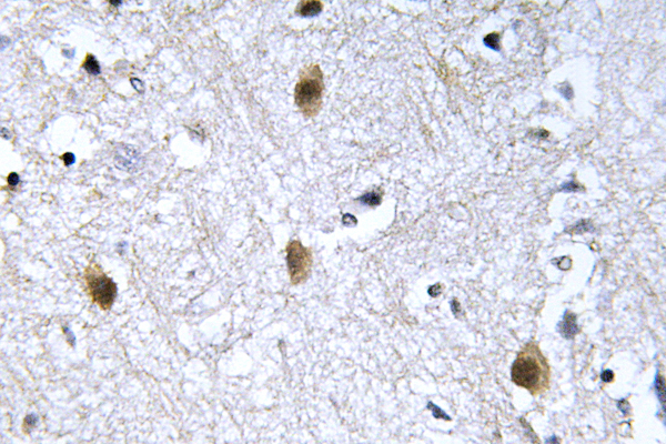 IRS1 Antibody - IHC of IRS-1 (Y632) pAb in paraffin-embedded human brain tissue.