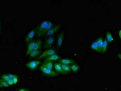 IRS2 / IRS-2 Antibody - Immunofluorescent analysis of Hela cells diluted at 1:100 and Alexa Fluor 488-congugated AffiniPure Goat Anti-Rabbit IgG(H+L)
